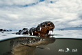  under image American Crocodile Banco Chinchorro Mexico uncropped approached him close. close  